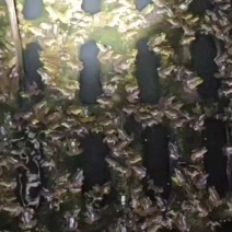 牛蛙小四脚几千斤