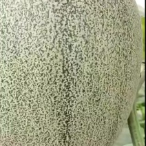 哈密瓜