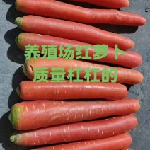 秤杆红胡萝卜