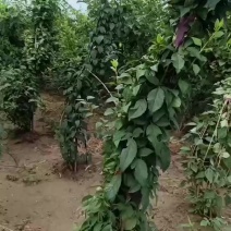 药用连翘树，科研高产连翘种苗