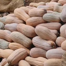 蜜本南瓜，好吃不贵，量大从优