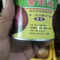 中日照洋葱种子