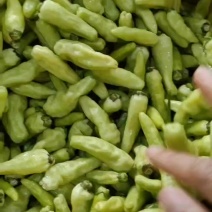 云南小米椒/白米椒货源厂家
