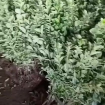 苗圃大量出售高30-60厘米金边黄杨