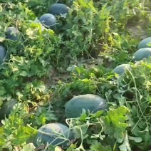 山东菏泽单县高次瓜龙卷风新拳王非嫁接头茬