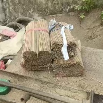 西瓜签。香瓜签。固定签
