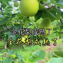 金花梨