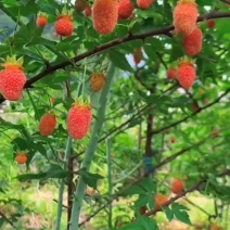 掌叶覆盆子红树莓种苗基地直供
