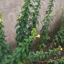芝麻种子