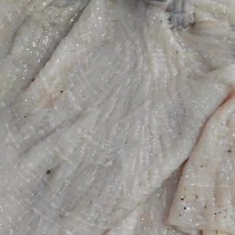 去油干净的鲜毛肚底板，鲜牛百叶底板，鲜毛肚梗子大量出货