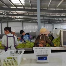 云南小米椒/白米椒货源厂家