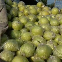 皇冠梨