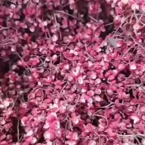 大红袍干花椒，颜色鲜亮，口感麻，香