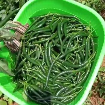 青米椒