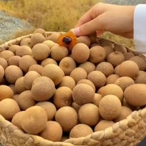 泰国一站式源头仓库桂圆干大双a小双a品质稳定充足