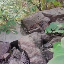 李时珍故里大别山土蜂蜜