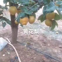黄花梨已上市，个头大，果面干净，口感脆甜