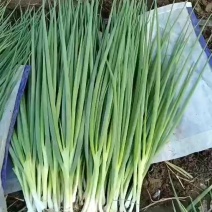 《畅销》东北四季小香葱大量上市中品质优良价格合理基地直发