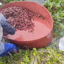 精品红菱每天现采摘现发货需要联系