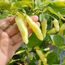云南白米椒货源厂地直发