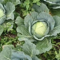 莲花白