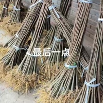 黄柏