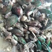 青口大量有货，大的吃，小的用于养青蟹都可