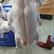 专业做:黑棕鹅、狮头鹅