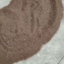 博落回种子