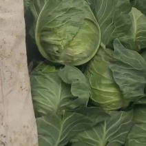 甘蓝