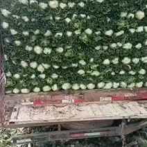 精品高山毛白菜预定中