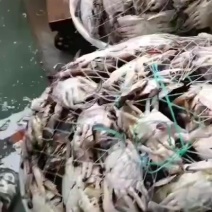 码头直发大量鲜活梭子蟹上市量大的可对接电商团购