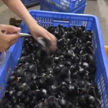 芦花鸡，芦花鸡苗，芦花绿壳蛋鸡苗！