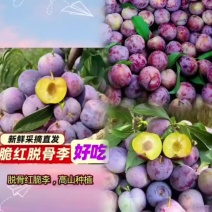 山东红脆李子（脆红李）产地现摘可对接电商市场团购，欢迎定