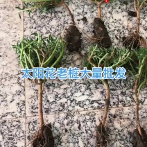 太阳花老桩老
