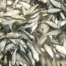 《白鲢鱼》长年供应小花白鲢鱼！！！！！！