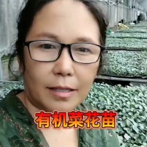 今天是2025年8月15号，苗场现有80菜花苗20万颗，