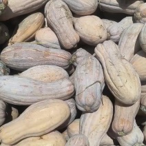 密本南瓜，6-15，品质把控，可以视频看货，精细掌控品质