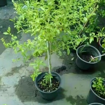 高杆蓝雪花盆栽四季大苗带花苞庭院开花耐热花卉耐晒植物好养