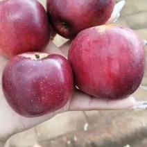 红露苹果