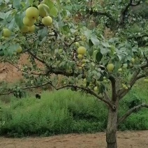 小白梨