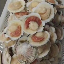 夏夷贝半壳