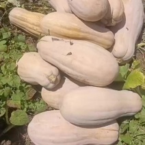 山坡蜜本南瓜种植基地直发