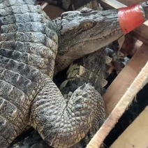 活体鳄鱼