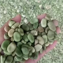 大量蚕豆出售