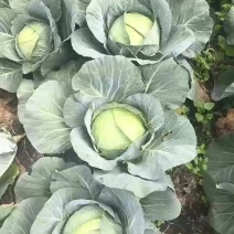 精品莲花白
