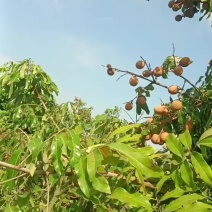 蜀冠十天以后上市