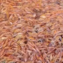 红罗非，彩虹鲷