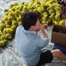 精品圆茄，精品货，一级二级都有，支持电商一件代发