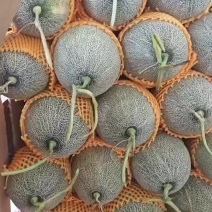 哈密瓜